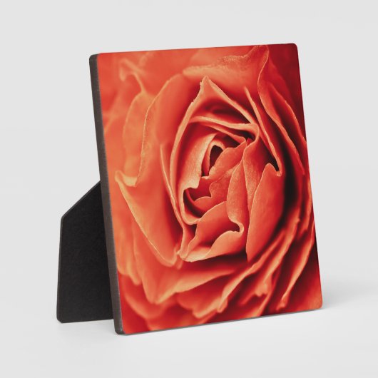 Plaque Photo vivant rose (Recto)