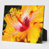 Plaque Photo Vue latérale de l'Hibiscus orange (Côté)