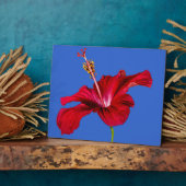 Plaque Photo Vue latérale de l'Hibiscus rouge (Côté)