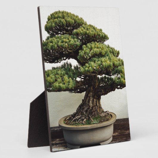 Plaque Photo White Pine Bonsai Tree (Côté)