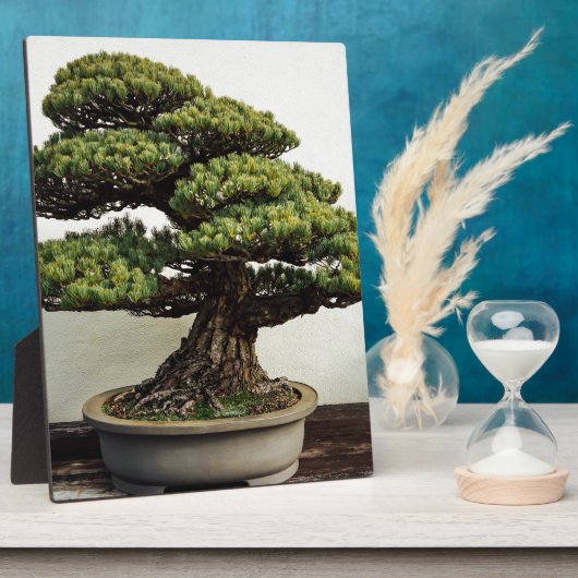 Plaque Photo White Pine Bonsai Tree (Côté)