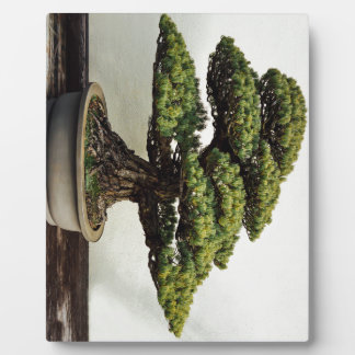 Plaque Photo White Pine Bonsai Tree