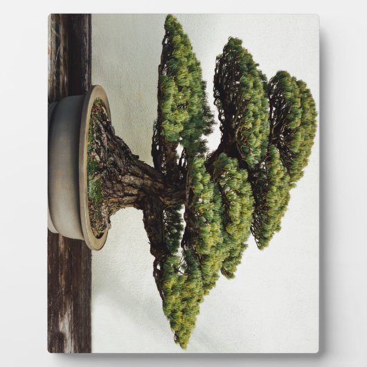 Plaque Photo White Pine Bonsai Tree (Devant)