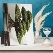 Plaque Photo White Pine Bonsai Tree (Côté)