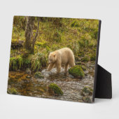 Plaque Photo White Spirit Bear Chasse pour poisson sur Riordan (Côté)