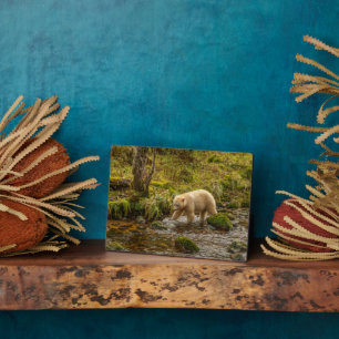 Plaque Photo White Spirit Bear Hunts for fish on Riordan Creek