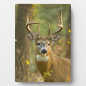 Plaque Photo Whitetail Deer Buck | Corégone, Montana (Devant)