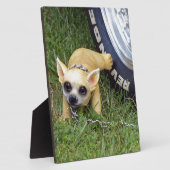 Plaque Photo Whiz Kid (Côté)