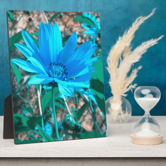 Plaque photo Wild Blue Sunflower (Côté)