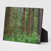 Plaque Photo Willamette National Forest | Oregon (Côté)