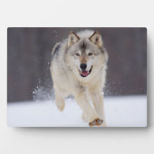 Plaque photo-Wolf Plaque (Devant)
