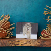 Plaque photo-Wolf Plaque (Côté)