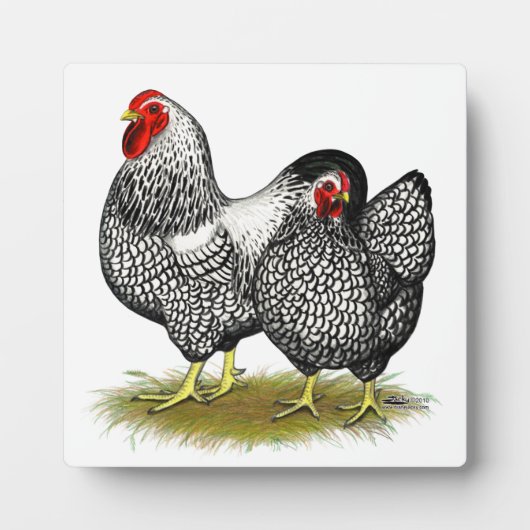 Plaque Photo Wyandotte : Paire d'argent (Devant)