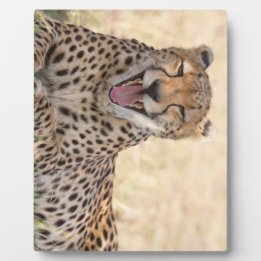 Plaque Photo Yawning Cheetah (Devant)