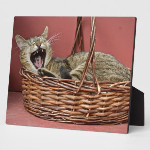Plaque Photo Yawning Kitty Chat