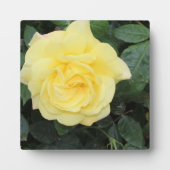 Plaque Photo Yello Rose (Devant)