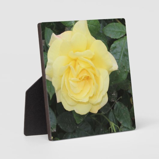 Plaque Photo Yello Rose (Recto)