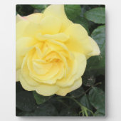 Plaque Photo Yello Rose (Devant)