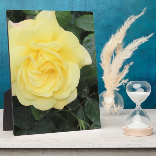 Plaque Photo Yello Rose (Côté)