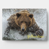 Plaque photo-Yellowstone Bear Plaque (Devant)