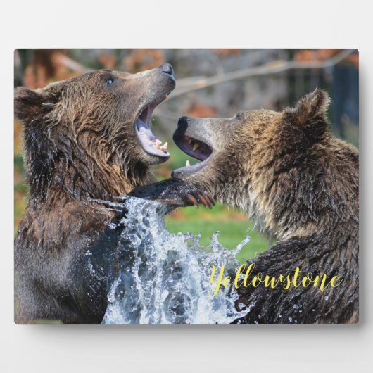 Plaque photo-Yellowstone Bears Plaque (Devant)