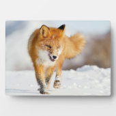 Plaque photo-Yellowstone Red Fox Plaque (Devant)