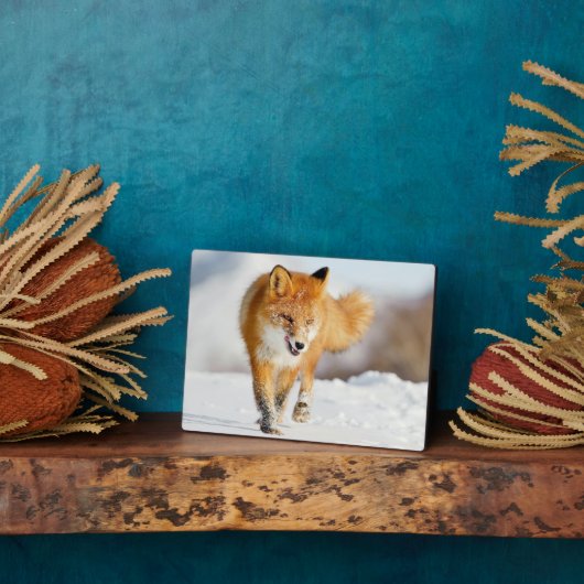 Plaque photo-Yellowstone Red Fox Plaque (Côté)