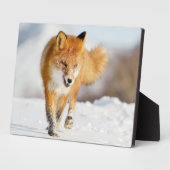 Plaque photo-Yellowstone Red Fox Plaque (Côté)