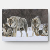 Plaque photo-Yellowstone Wolves Plaque (Devant)