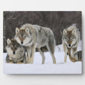 Plaque photo-Yellowstone Wolves Plaque (Devant)