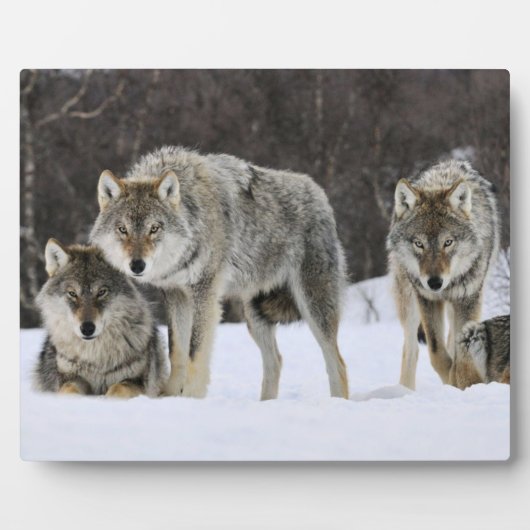 Plaque photo-Yellowstone Wolves Plaque (Devant)