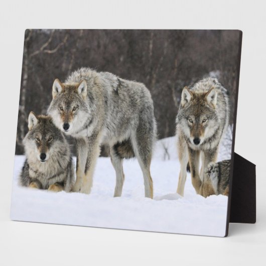 Plaque photo-Yellowstone Wolves Plaque (Côté)