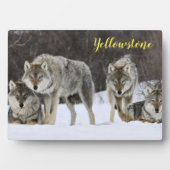 Plaque photo-Yellowstone Wolves Plaque (Devant)