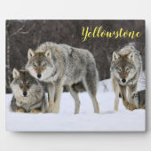 Plaque photo-Yellowstone Wolves Plaque (Devant)