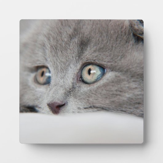 Plaque Photo Yeux de chat (Devant)