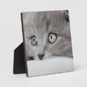 Plaque Photo Yeux de chat (Recto)