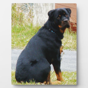 Plaque Photo Yeux de chiot