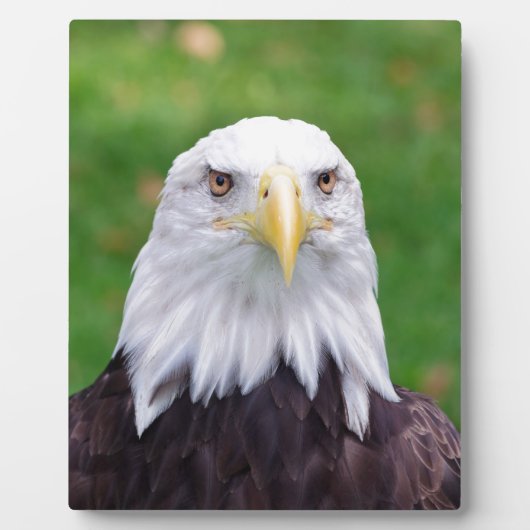 Plaque Photo Yeux d'un aigle (Devant)