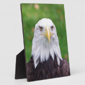 Plaque Photo Yeux d'un aigle (Côté)