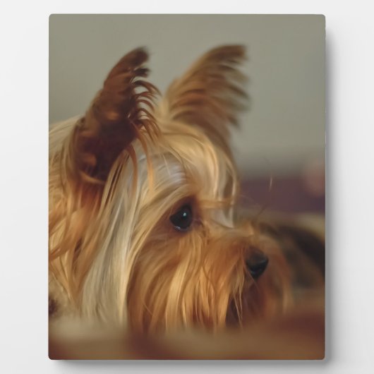 Plaque Photo Yorkshire Terrier (Devant)