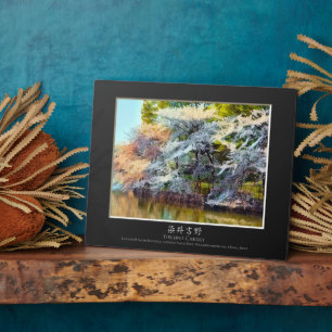 Plaque Photo Yoshino Cherry