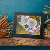 Plaque Photo Yoshino Cherry (Côté)