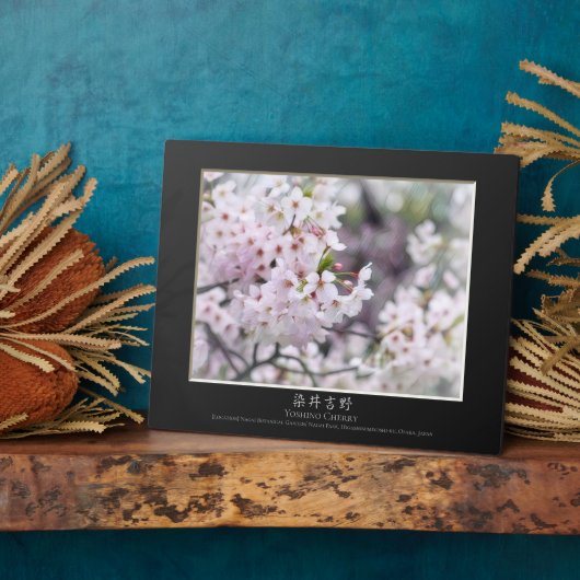 Plaque Photo Yoshino Cherry (Côté)