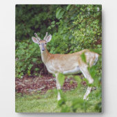 Plaque Photo Young Buck in Velvet (Devant)