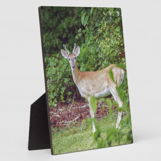 Plaque Photo Young Buck in Velvet (Côté)