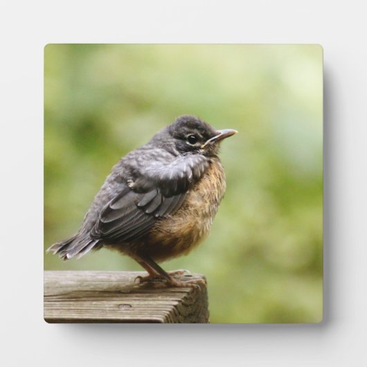 Plaque Photo Young Robin (Devant)