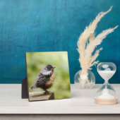Plaque Photo Young Robin (Insitu)