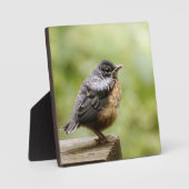 Plaque Photo Young Robin (Recto)
