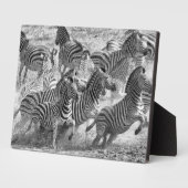 Plaque Photo Zebras (Côté)