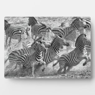 Plaque Photo Zebras running